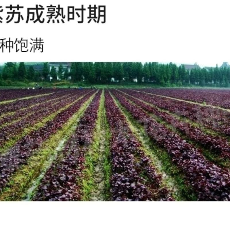 批发现货紫苏子紫苏子老兵诚信中药材量大从优h