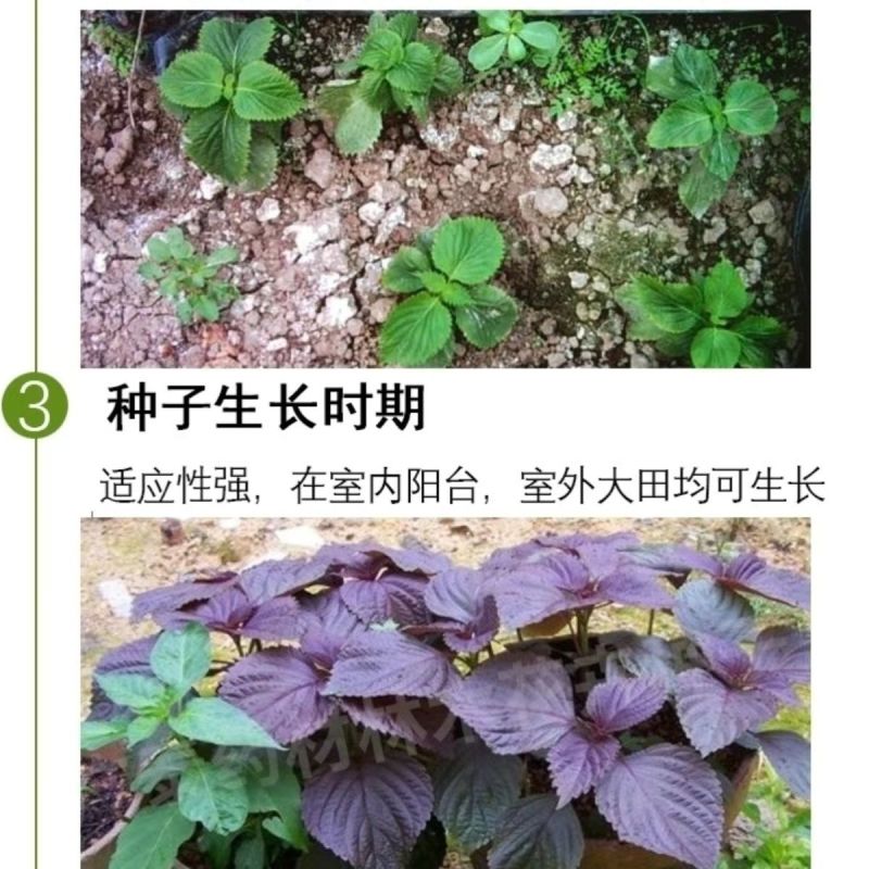 批发现货紫苏子紫苏子老兵诚信中药材量大从优h