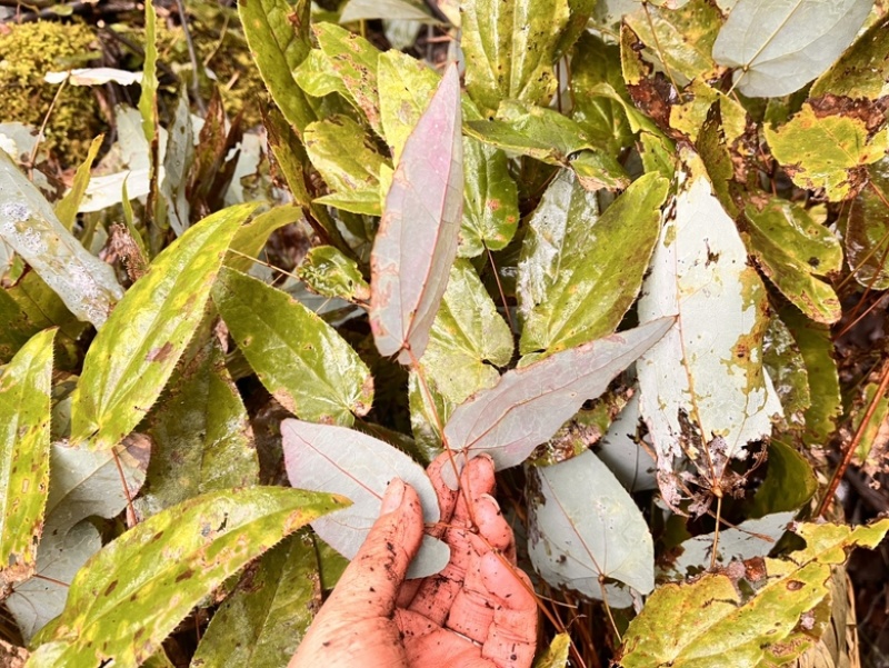 淫羊藿，出售大量野生淫羊藿干货，湿货都有