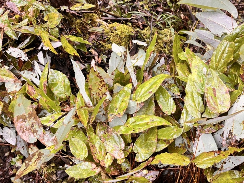 淫羊藿，出售大量野生淫羊藿干货，湿货都有