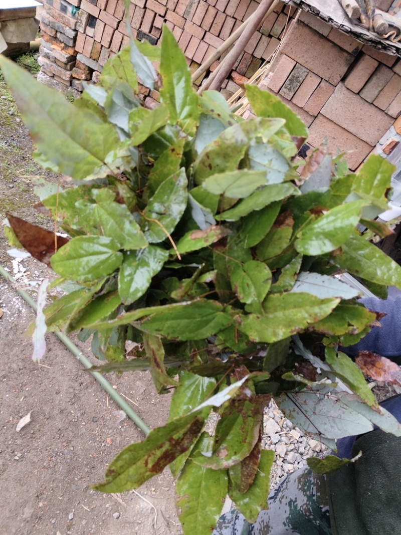 淫羊藿，出售大量野生淫羊藿干货，湿货都有