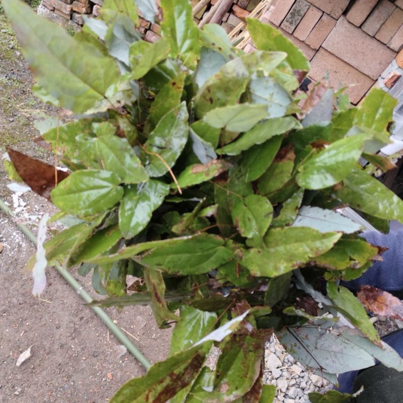 淫羊藿，出售大量野生淫羊藿干货，湿货都有