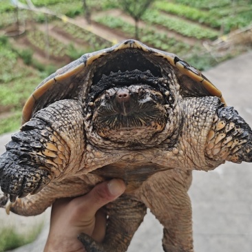 北美鳄鱼龟