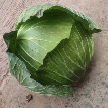 莲花白