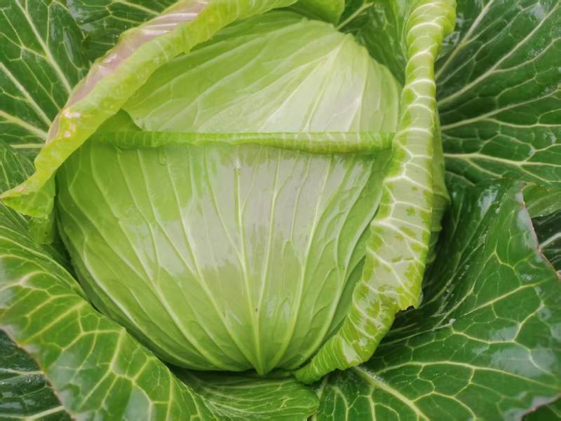 莲花白
