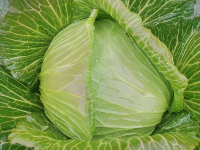 莲花白