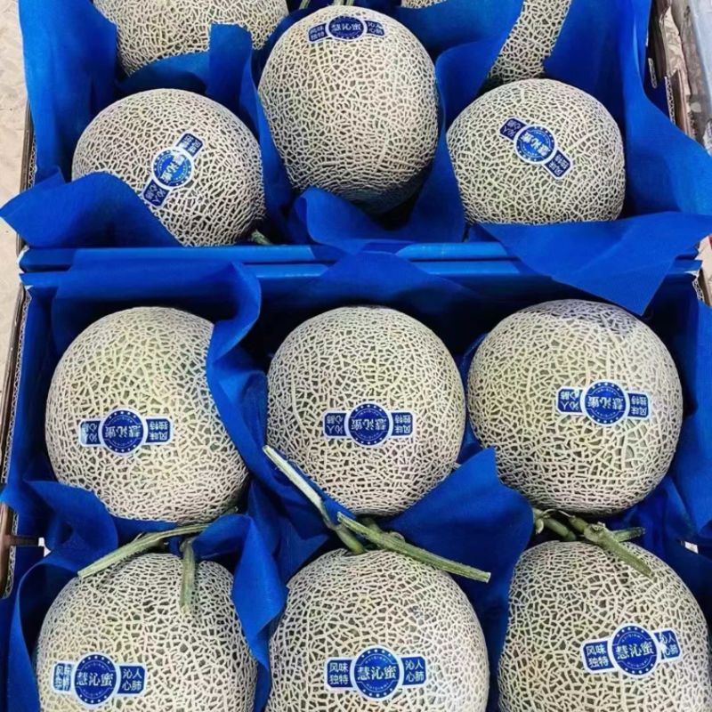 玫珑密瓜对接各大超市电商海南哈密瓜网纹瓜欢迎订购