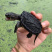 北美鳄龟苗1两-1斤规格养殖场直发现抓现发新鲜发货