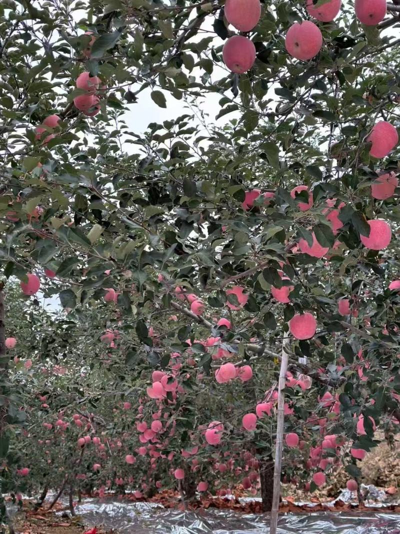 （苹果干）倒蒸苹果干/烟台特产/软糯鲜香/地摊商超批发
