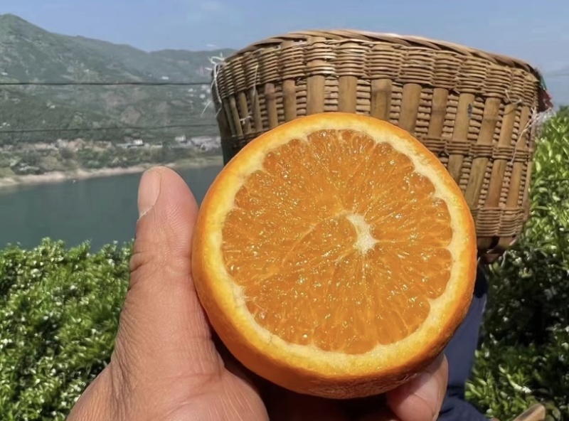 伦晚脐橙*口感鲜美多汁化渣，可实地考察视频发布全国