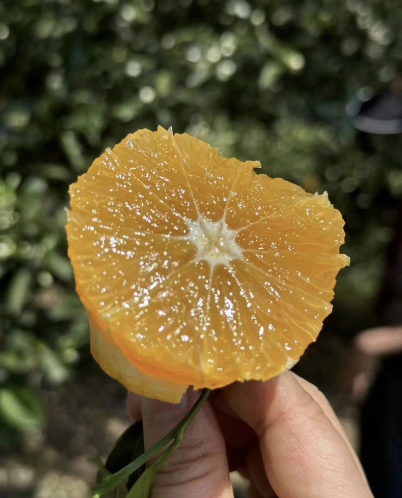 伦晚脐橙*口感鲜美多汁化渣，可实地考察视频发布全国