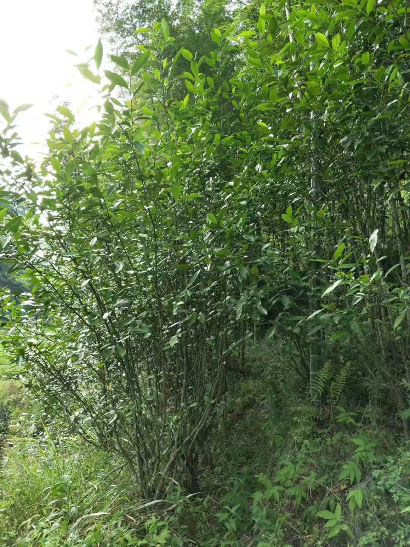 福建红茶老丛红茶品质如一礼盒装红茶欢迎各位老板下单