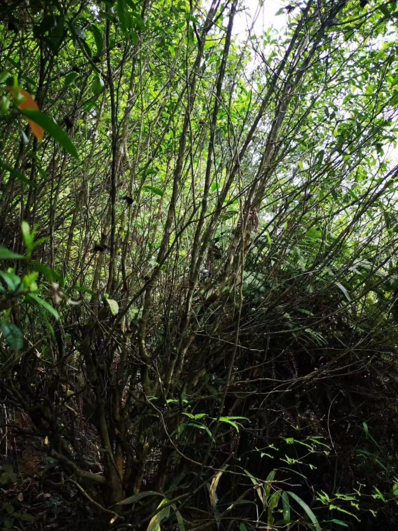 福建红茶老丛红茶品质如一礼盒装红茶欢迎各位老板下单