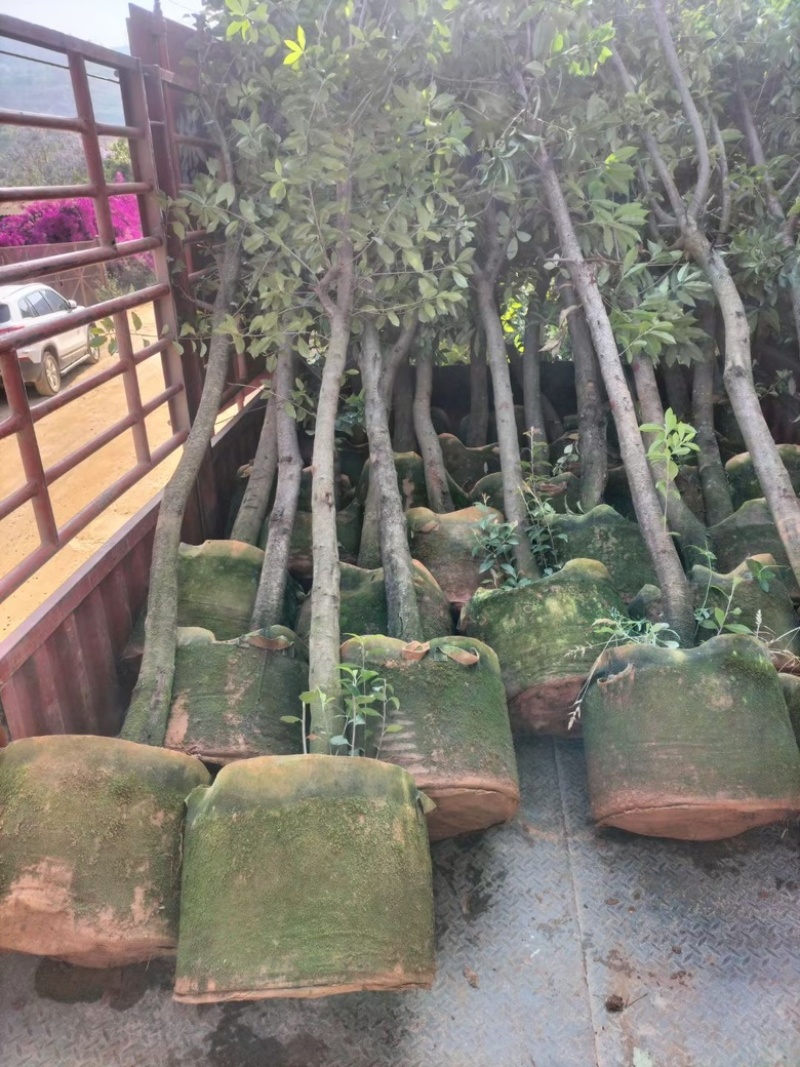 美植袋，加厚育苗袋，植树袋，大号树苗移盆