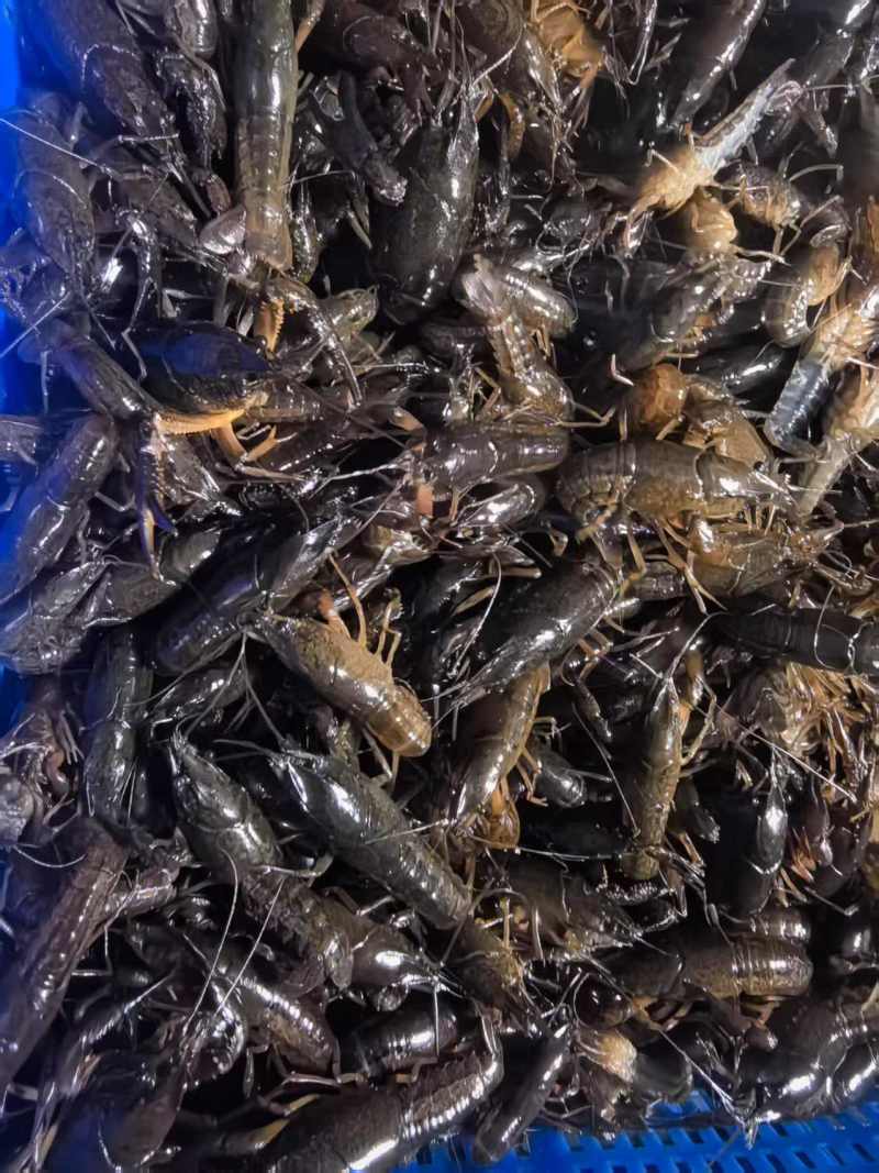 小龙虾苗，种苗，养殖技术免费指导，育苗基地直发货成活率有