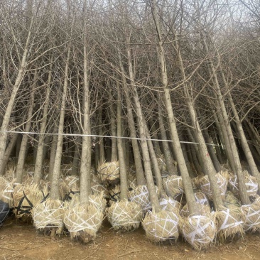 6公分银杏树-银杏树苗退林清地处理，货源充足！