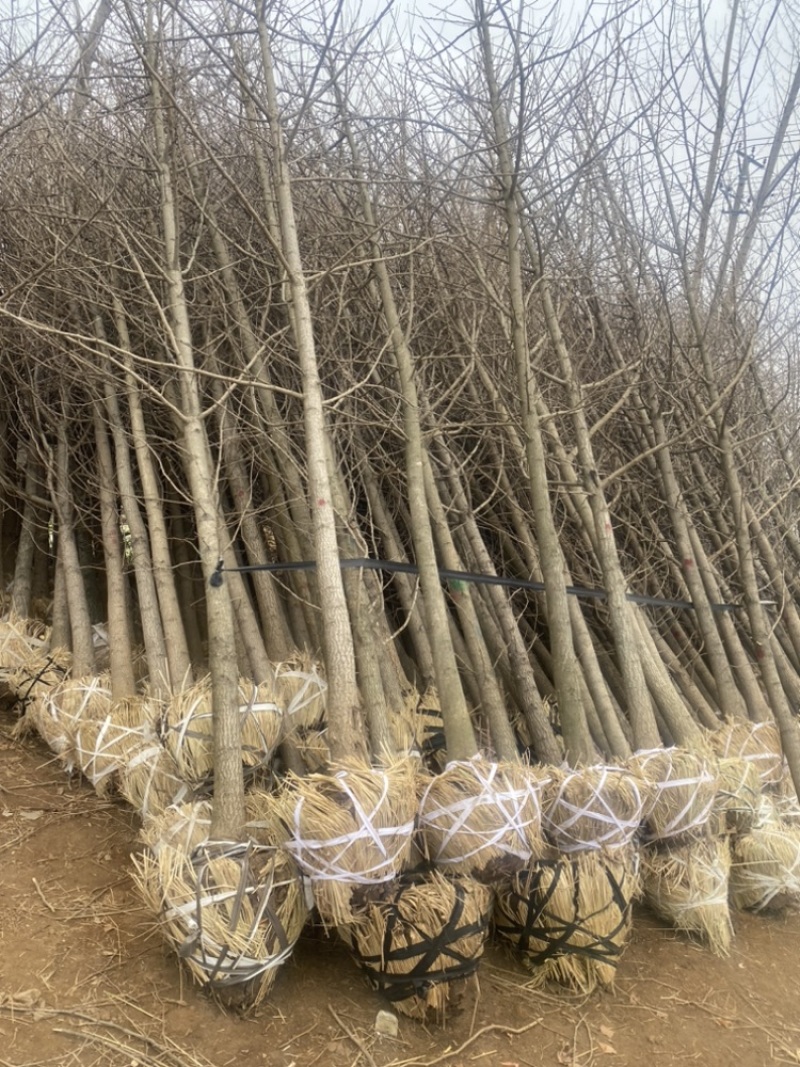 6公分银杏树-银杏树苗退林清地处理，货源充足！