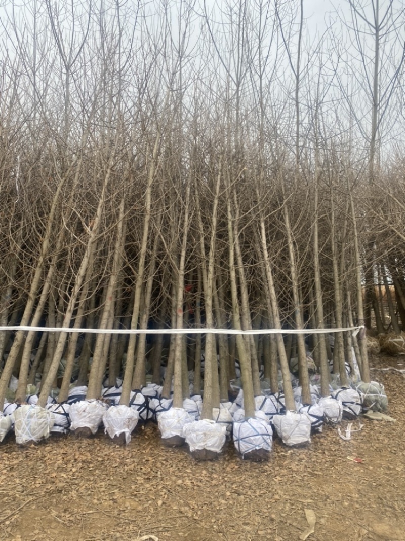 6公分银杏树-银杏树苗退林清地处理，货源充足！