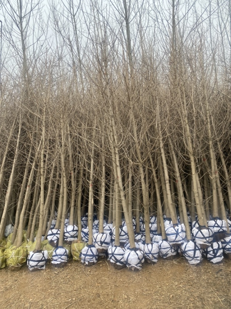 6公分银杏树-银杏树苗退林清地处理，货源充足！