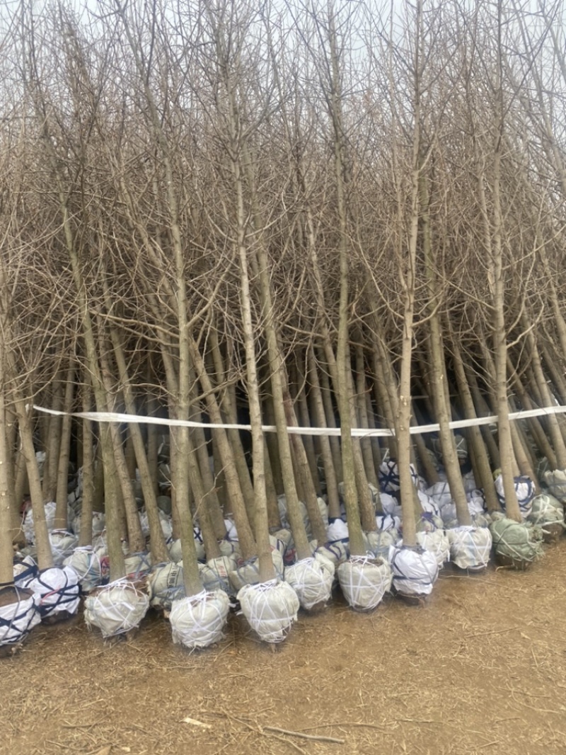 6公分银杏树-银杏树苗退林清地处理，货源充足！