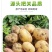 【黄心土豆】开封通许万亩基地一件代发对接采购电商直播