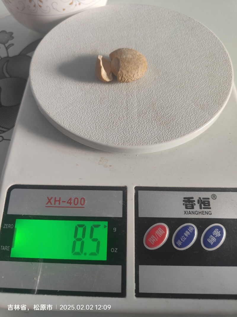 天然狗宝
