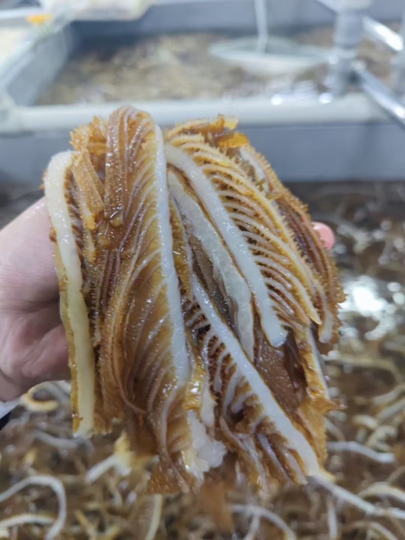 茶色千层黑千层毛肚牛百叶火锅食材商用牛杂串串店自助餐