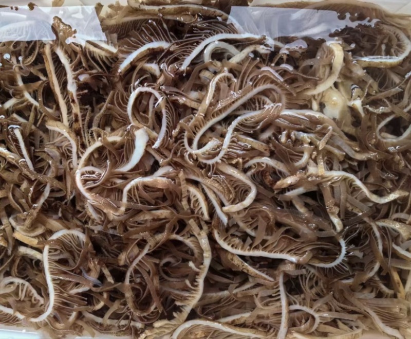 茶色千层黑千层毛肚牛百叶火锅食材商用牛杂串串店自助餐