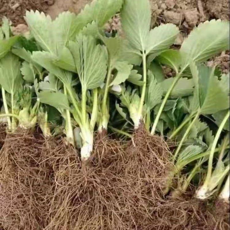 紫花地丁犁头草新鲜50深山农家现采整棵带根叶散装正宗