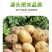 河南开封通许黄心土豆万亩基地货源稳定，全国长期供货