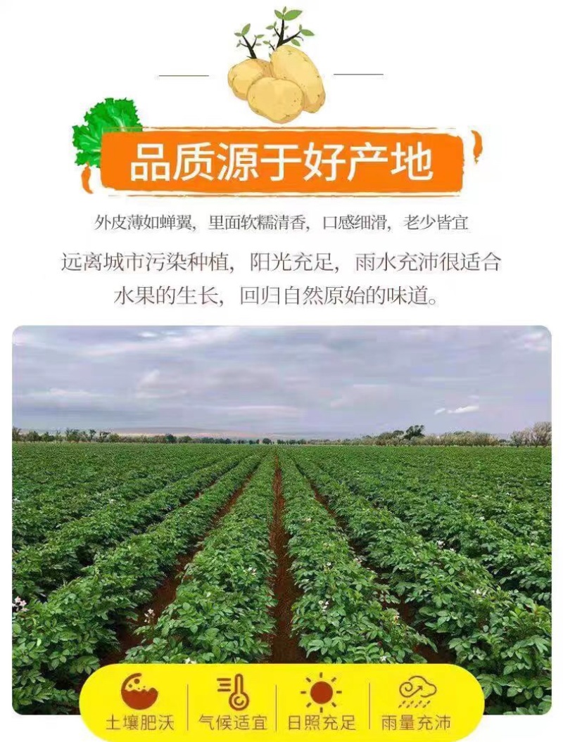 河南开封通许黄心土豆万亩基地货源稳定，全国长期供货