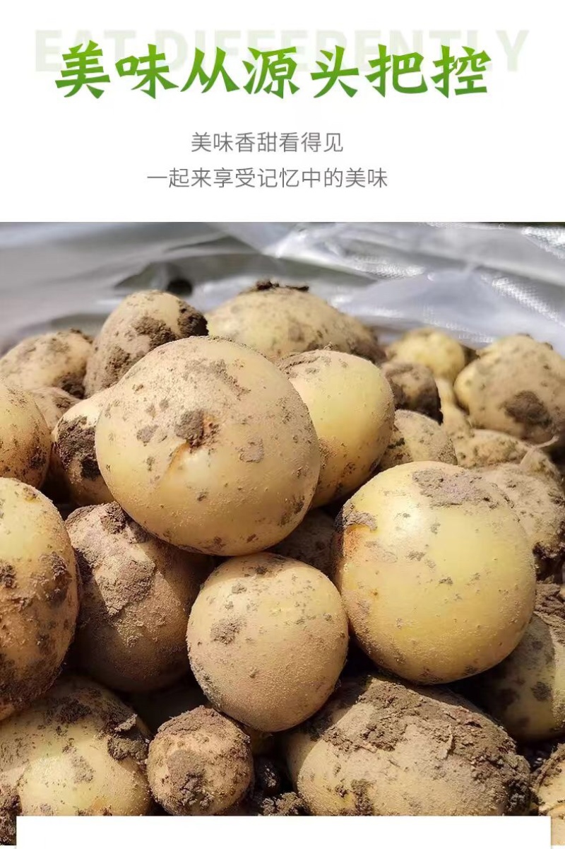 河南开封通许黄心土豆万亩基地货源稳定，全国长期供货