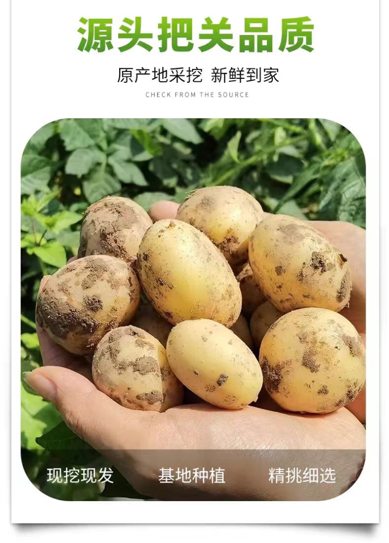 河南开封通许黄心土豆万亩基地货源稳定，全国长期供货