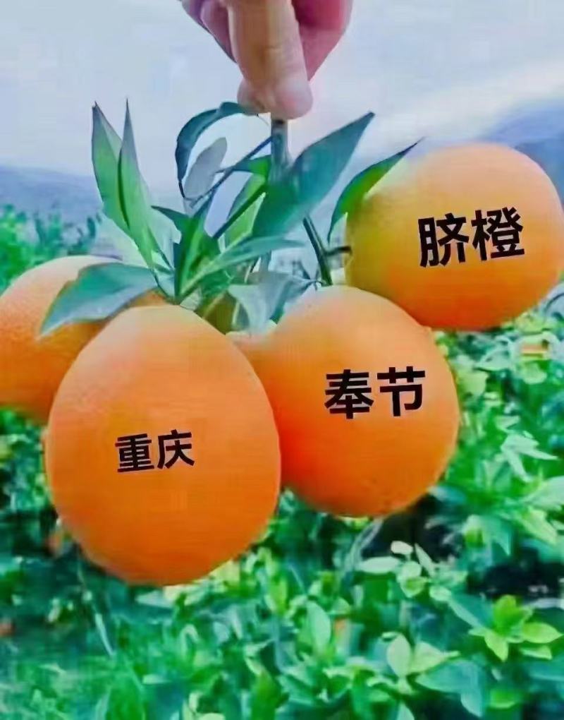 精品正宗重庆奉节脐橙产地发货一手货源批发价格便宜欢迎下单
