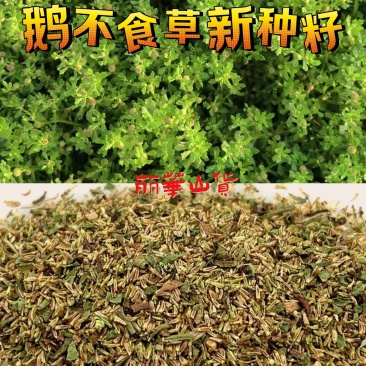 鹅不食草种子新采鹅不食草种籽通鼻塞田间菊科草籽石胡荽种子