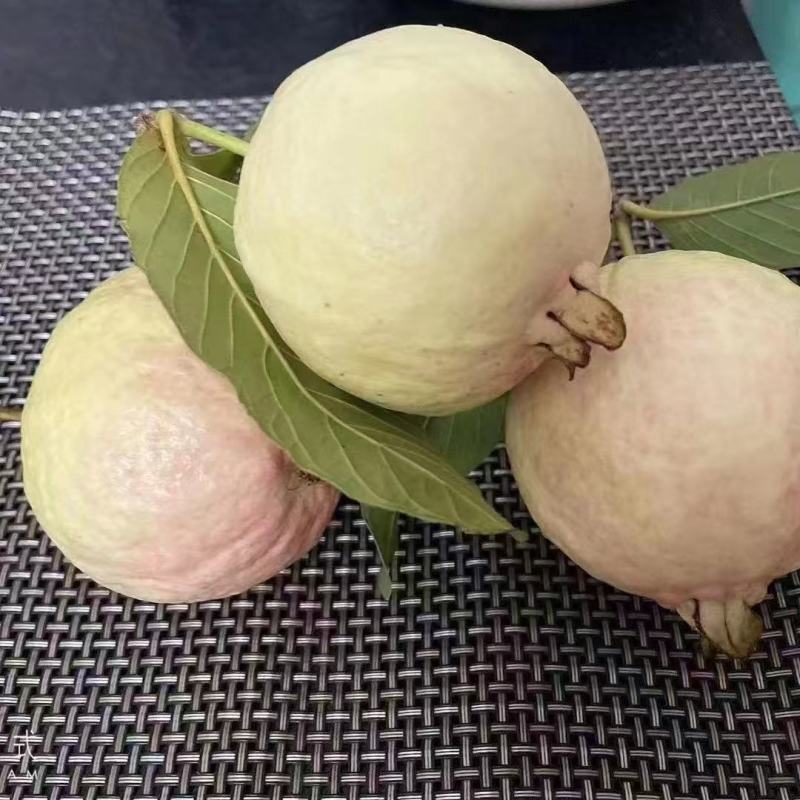 精品白心番石榴全国可发一件代发视频看货