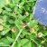 鹅不食草种子新采鹅不食草种籽通鼻塞田间菊科草籽石胡荽种子