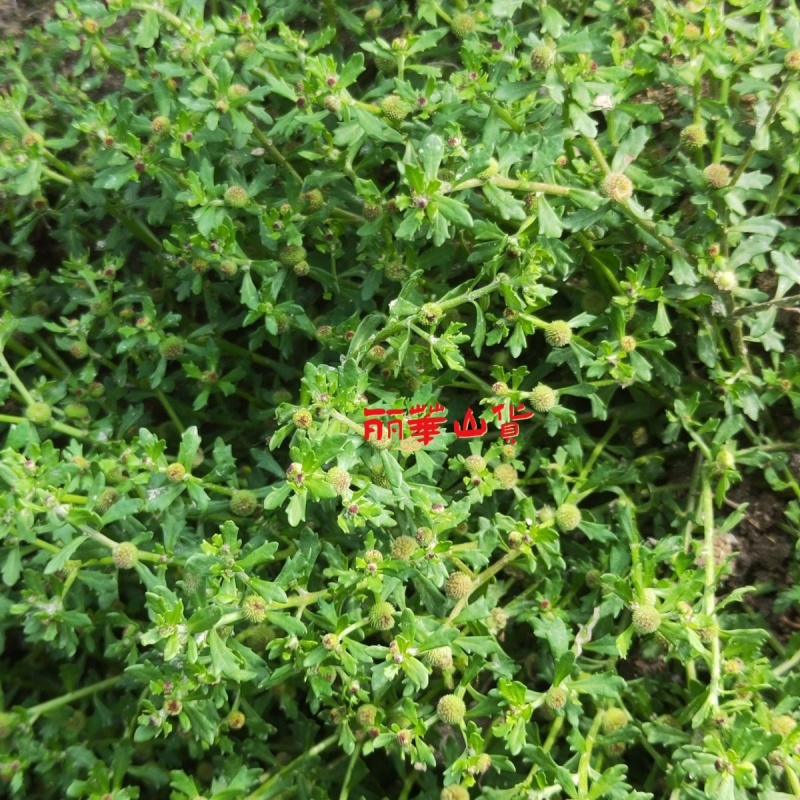 鹅不食草种子新采鹅不食草种籽通鼻塞田间菊科草籽石胡荽种子