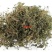 鹅不食草种子新采鹅不食草种籽通鼻塞田间菊科草籽石胡荽种子