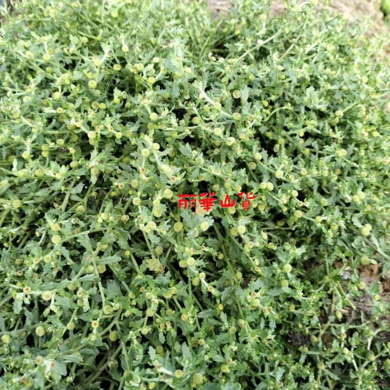 鹅不食草种子新采鹅不食草种籽通鼻塞田间菊科草籽石胡荽种子