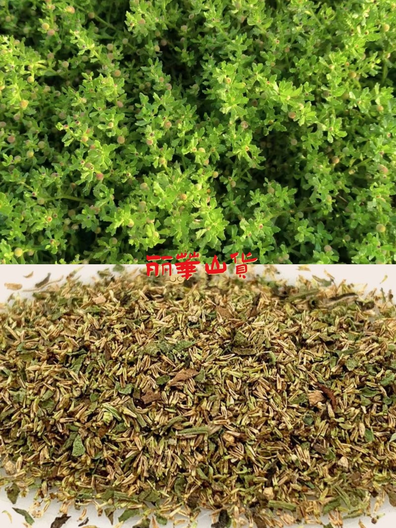 鹅不食草种子新采鹅不食草种籽通鼻塞田间菊科草籽石胡荽种子