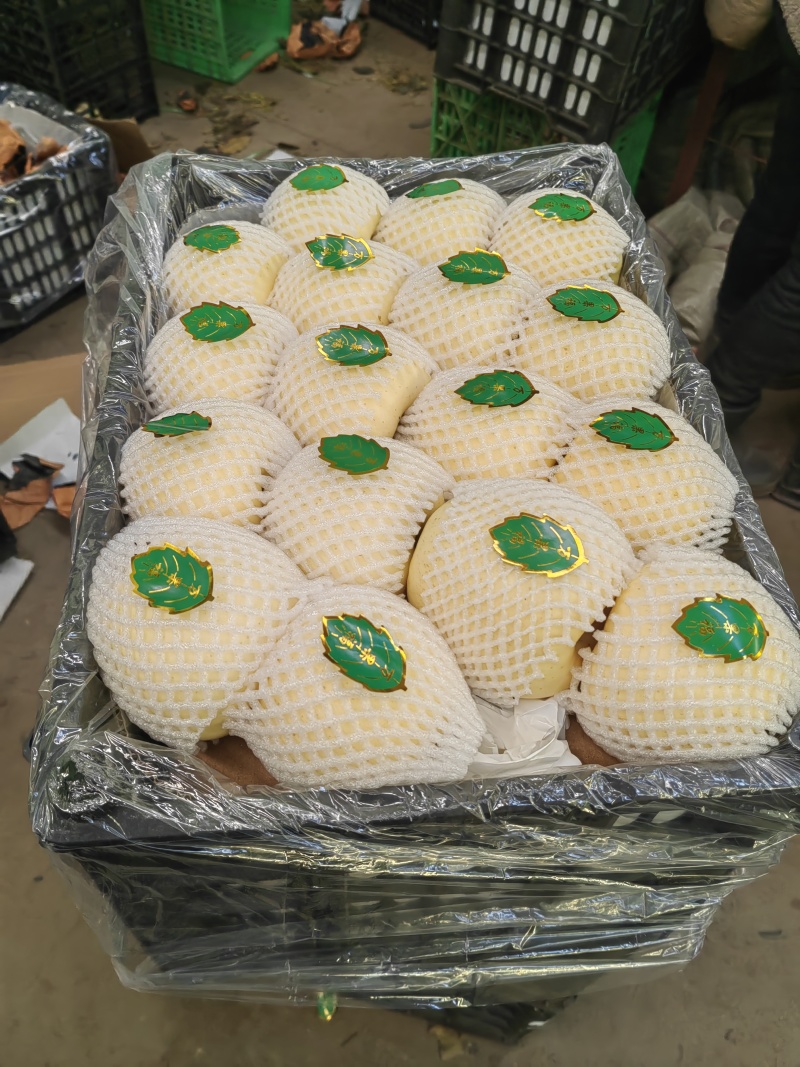 【新鲜直达】辽宁绥中黄元帅苹果果形圆润耐储存欢迎来电