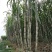 优选浙江台州青皮甘蔗自己种植品质您放心致电有优惠