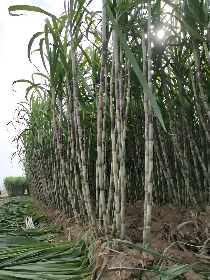 优选浙江台州青皮甘蔗自己种植品质您放心致电有优惠
