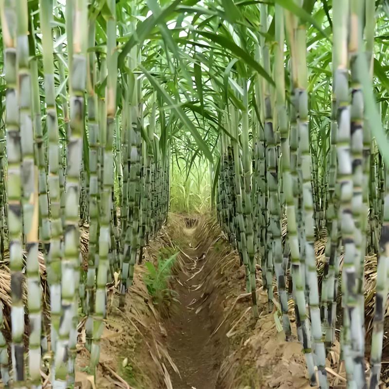 优选浙江台州青皮甘蔗自己种植品质您放心致电有优惠