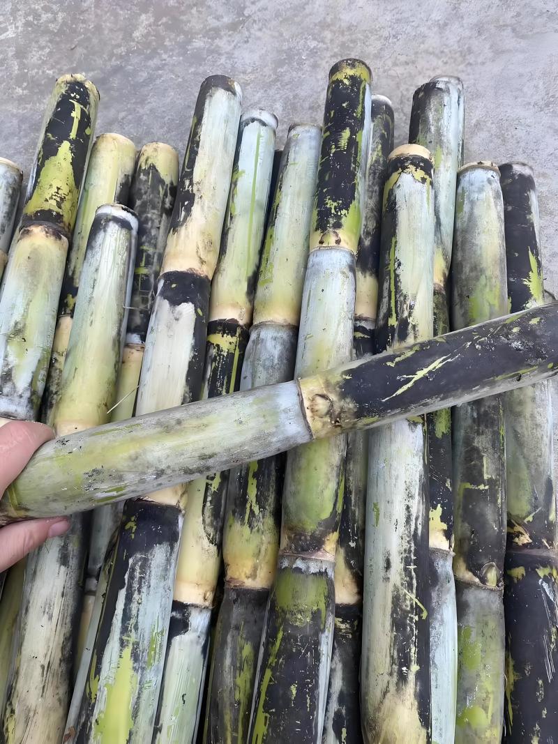 优选浙江台州青皮甘蔗自己种植品质您放心致电有优惠