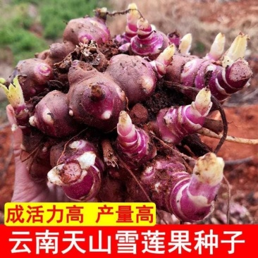 云南天山雪莲果红泥沙雪莲果种子现挖秧苗种球万根苕亚贡菊薯