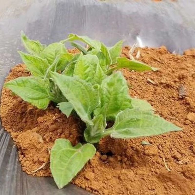 云南天山雪莲果红泥沙雪莲果种子现挖秧苗种球万根苕亚贡菊薯