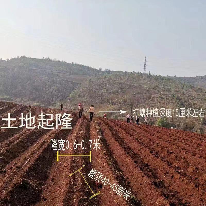 云南天山雪莲果红泥沙雪莲果种子现挖秧苗种球万根苕亚贡菊薯