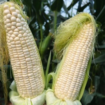 蒙甜糯75白糯玉米种子大棒早熟1比3甜加糯玉米种籽